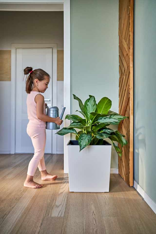 little girl watering plant in entry hallway with hardwood flooring and green accent wall